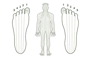 REFLEXOLOGY. Zone therapy